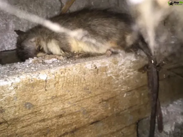 Dead Rat Removal Warner